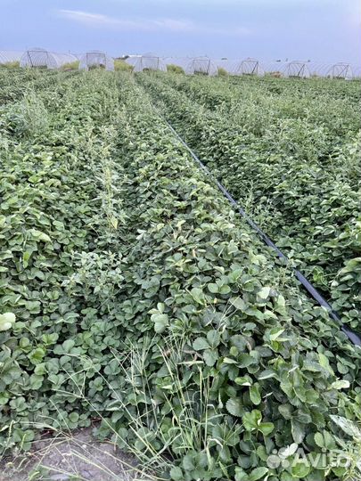 Рассада клубники