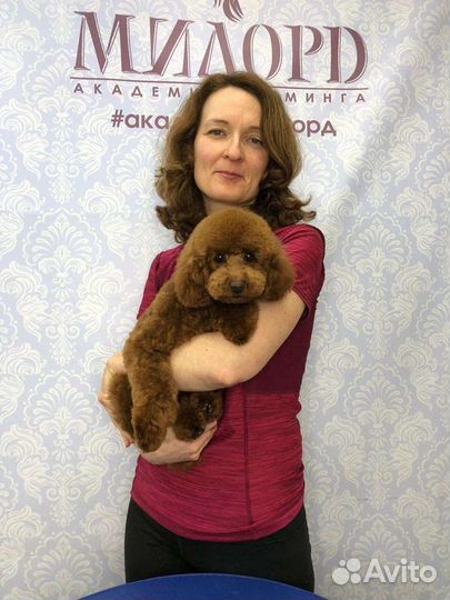 Тримминг, стрижка, чистка зубов ультразвуком