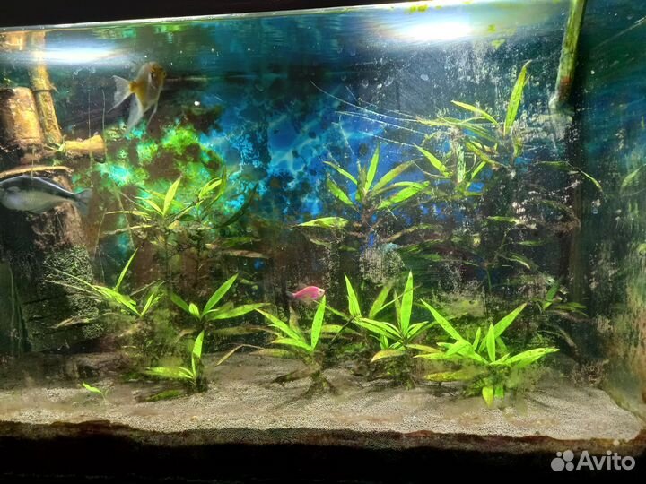 Аквариум