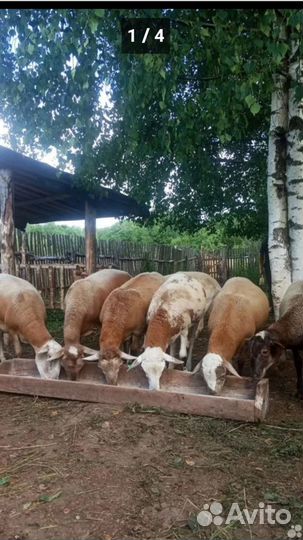 Овцы бараны