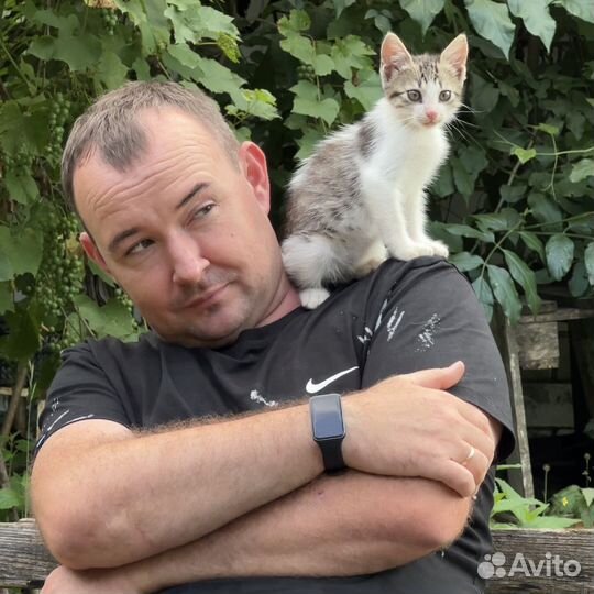 Котенок мальчик бесплатно