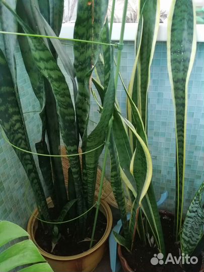 Сансивиерия сортовая