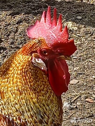 Куры петухи