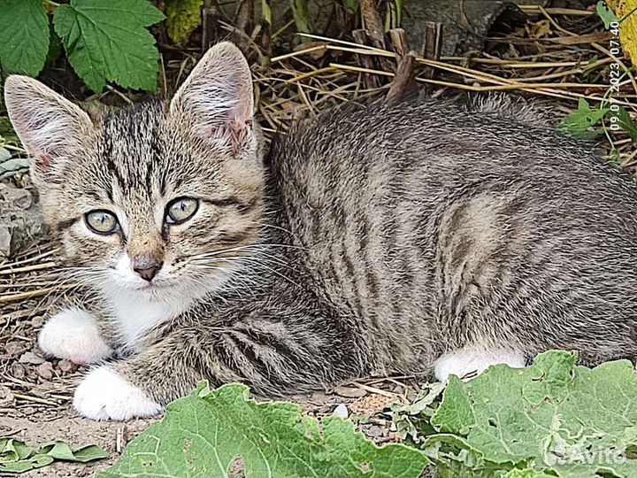 Кошка в дар бесплатно