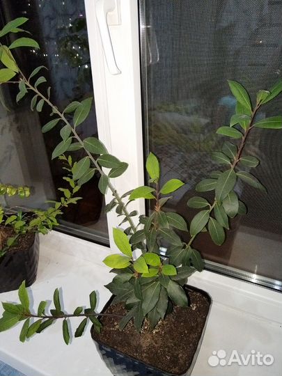 Лавровый лист