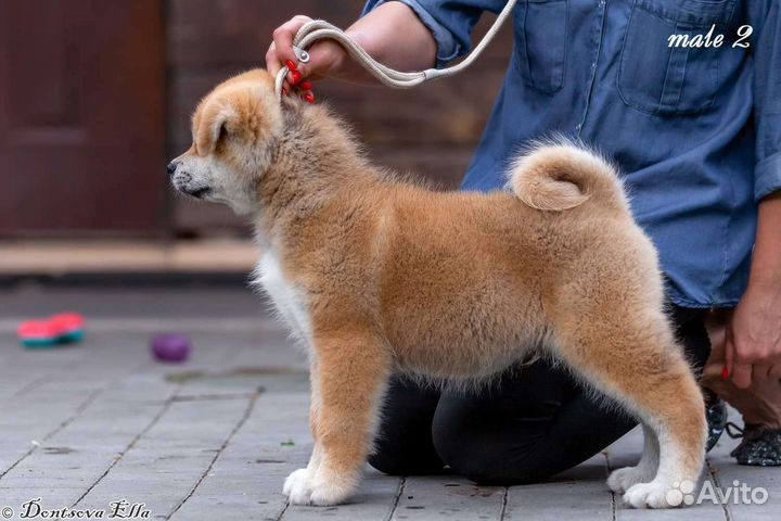 Акита щенки