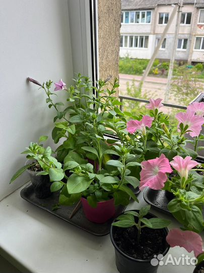 Цветы петунии рассада