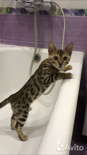 Бенгальский котенок