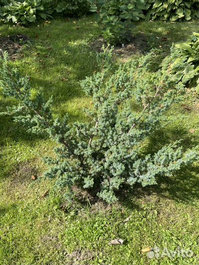 Можжевельник