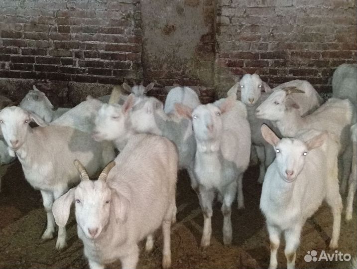 Козы на разведение