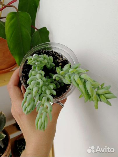 Крестовник роули, очиток Моргана