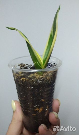 Сансевиерии ханни крео