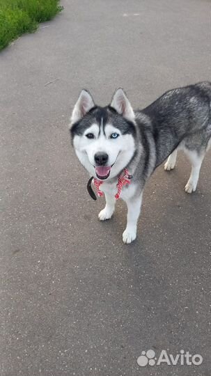 Хаски в добрые руки