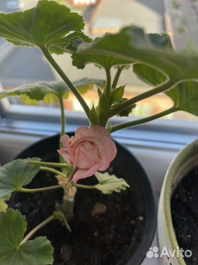 Пеларгония герань сортовая