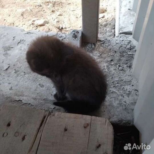 Бездомные котята
