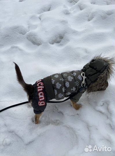 Комбинезон для собаки