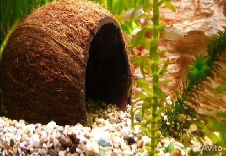 Кокос грот для рыбок ящериц змеек пауков
