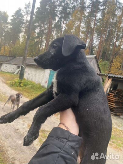Собака в добрые руки отдам бесплатно