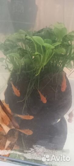 Анциструс супер ред