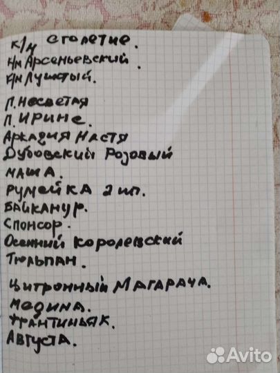 Саженец винограда