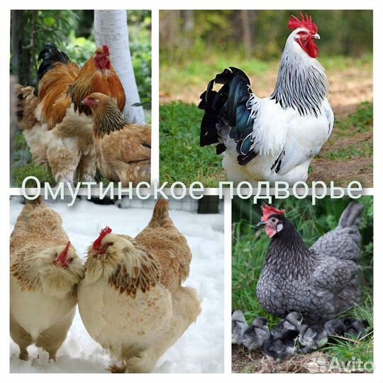 Утки, индоутки, гуси