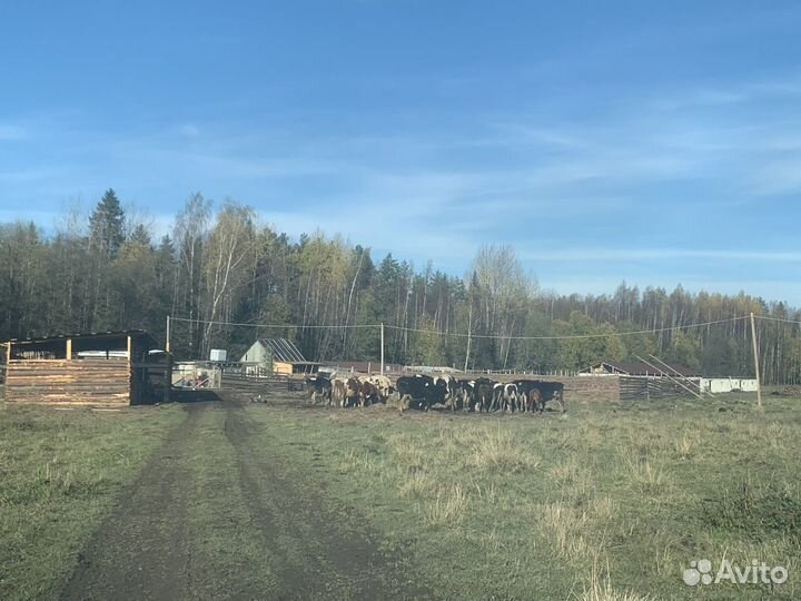 Животноводческая ферма