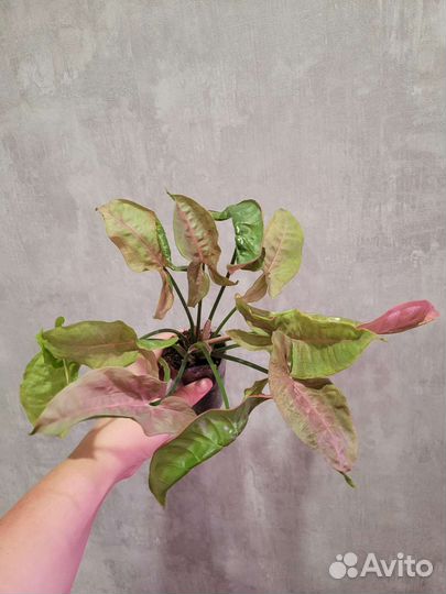 Сингониум Пинк неон, Эрроу, Империал вайт, Фриклес