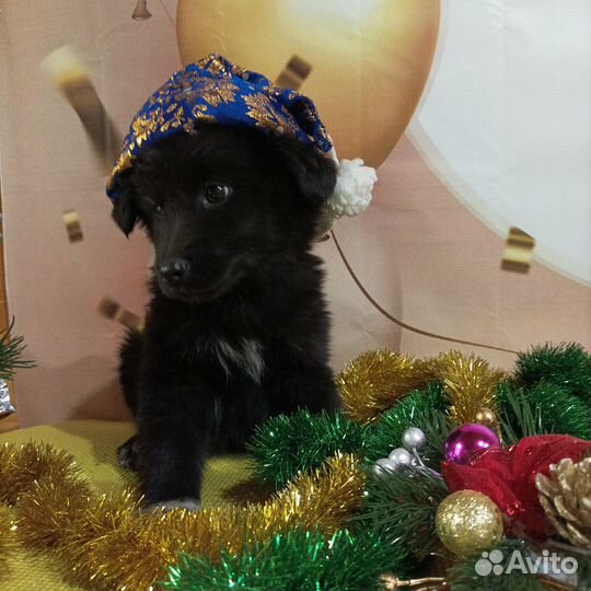 Щенок в добрые руки бесплатно