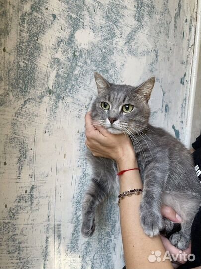 Серый котик Серж