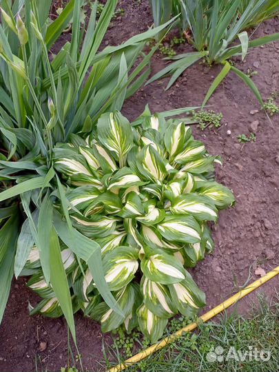 Многолетний цветы