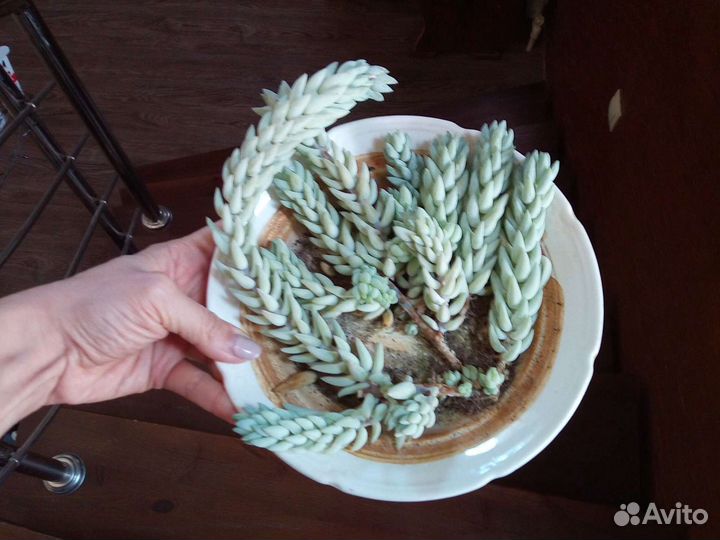 Очиток Моргана