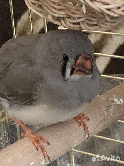 Зебровые амадины