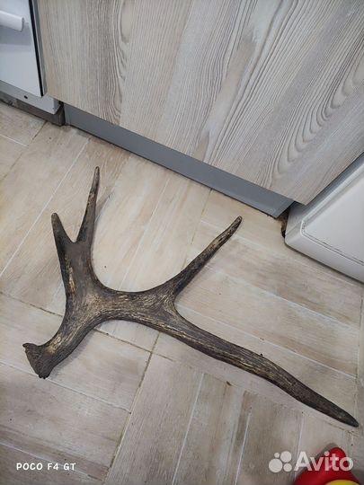 Рога лося 1.9кг