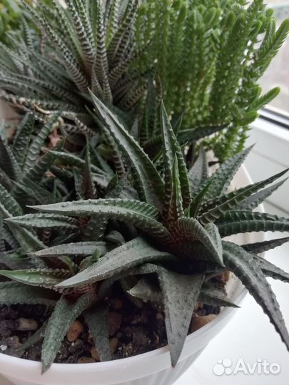 Суккуленты