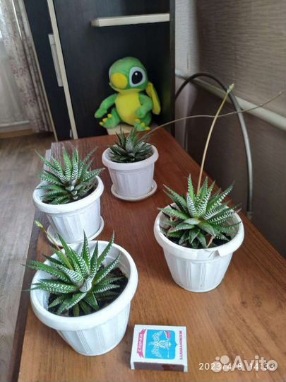 Кактус, хавортия полосатая