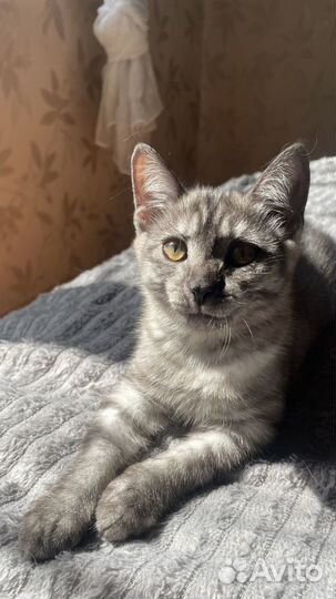 Котенок девочка