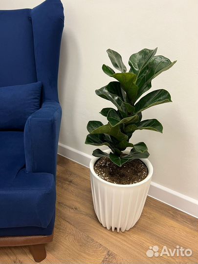 Цветок в подарок (Фикус Лирата Бамбино)