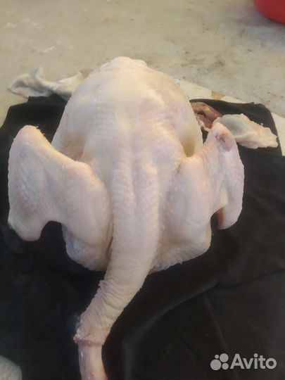 Индюки домашние