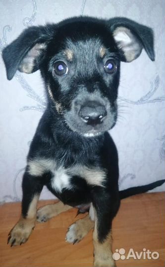 Щенки в добрые руки