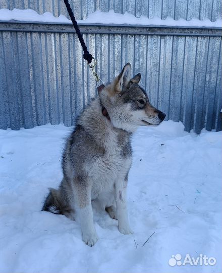 Метис хаски