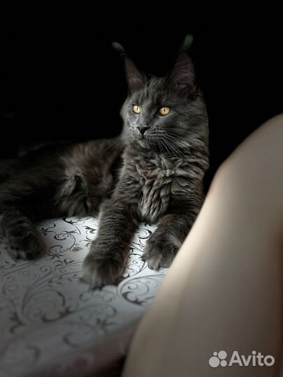 Котята мейн-кун(девочки)