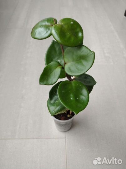 Хойи сортовые