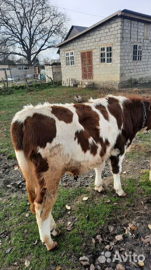 Бычки и нетели