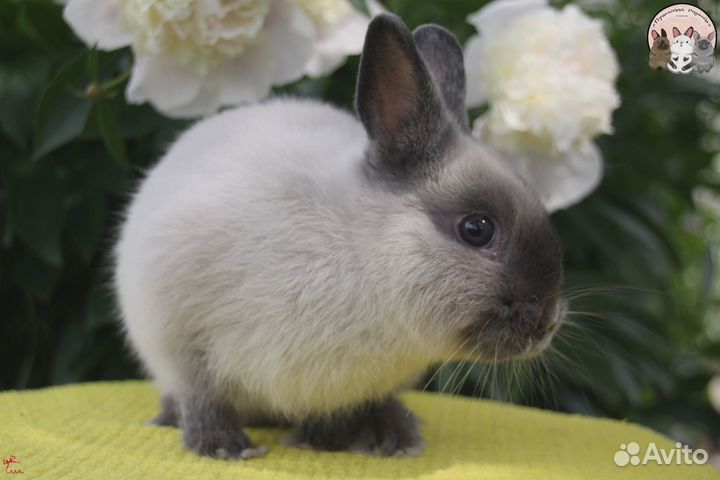Карликовый кролик Цветной карлик