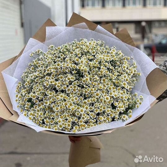 Цветы ромашки