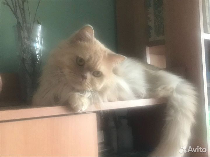 Красавчик Персик