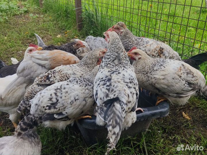 Молодые петушки 3 месяца