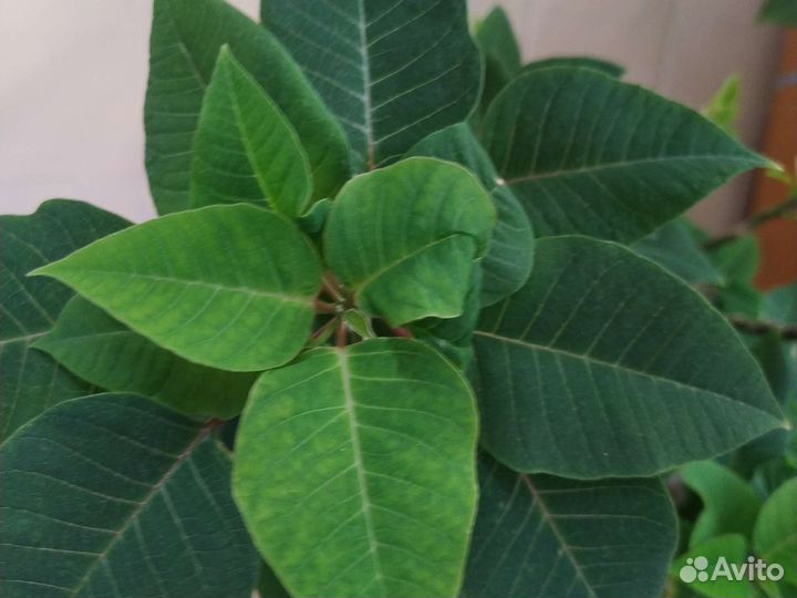 Пуансеттия. Рождественская звезда