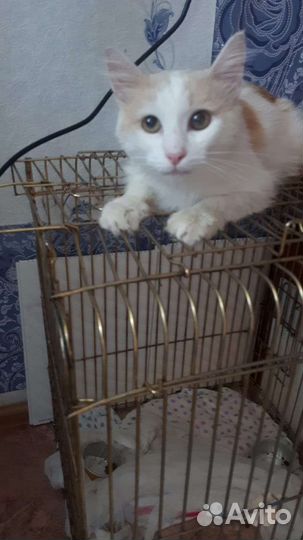 Котик молодой