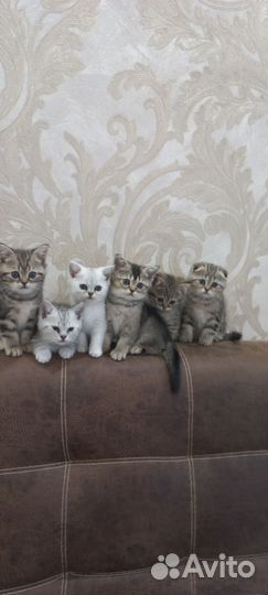 Шотландские котята